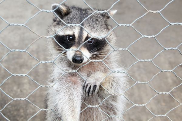 Jacksonville Wildlife Removal