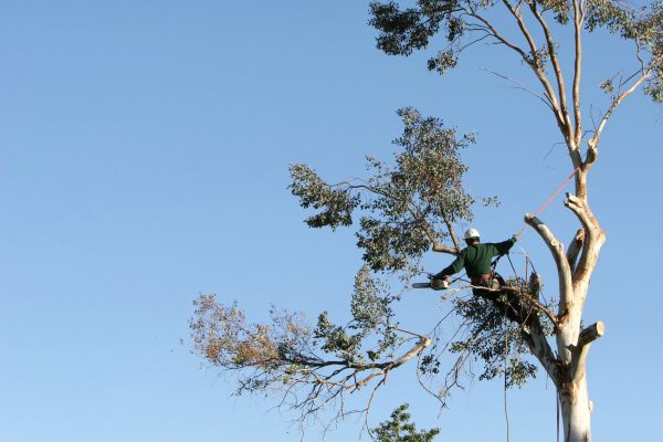 Jacksonville Tree Trimming