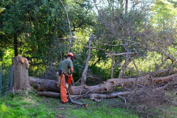 Jacksonville Tree Removal
