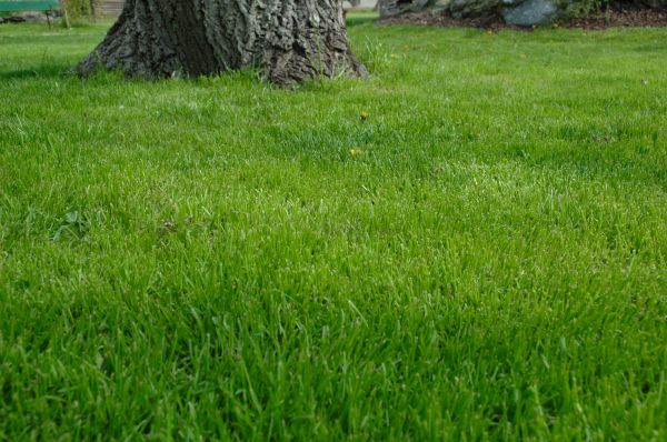 Jacksonville Lawn Treatment